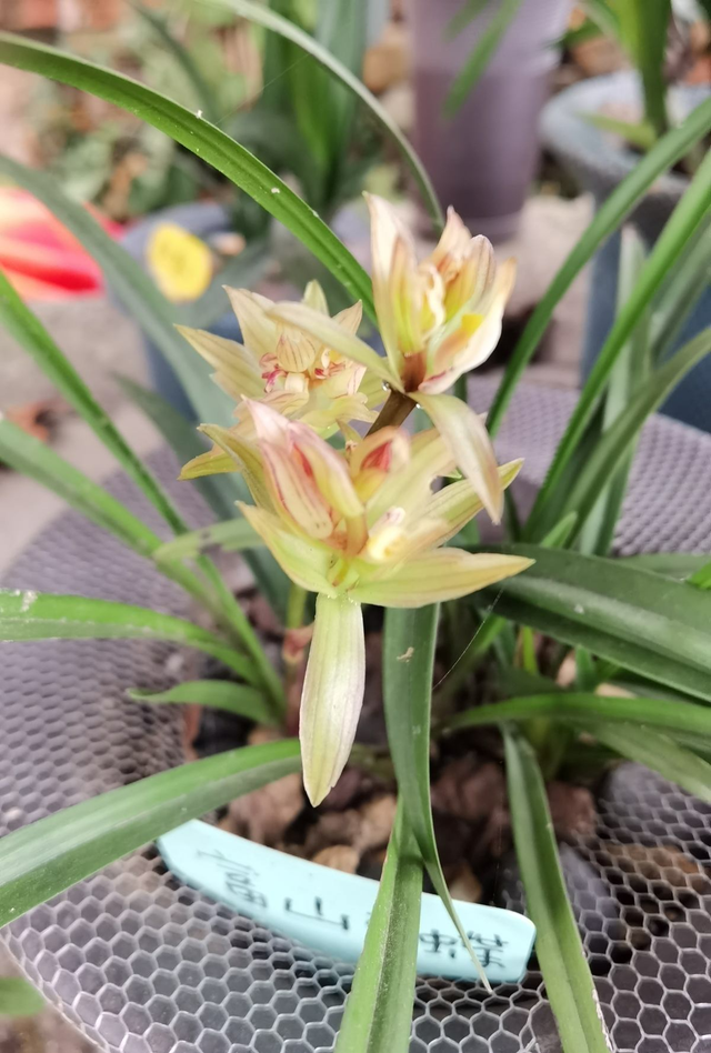 perfume组合，如何评价Perfume香水组合（家里养组合香水花）