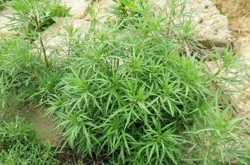 藜蒿叶子为什么不能吃，黎篙叶子可以吃吗（钙含量是牛奶的7倍）