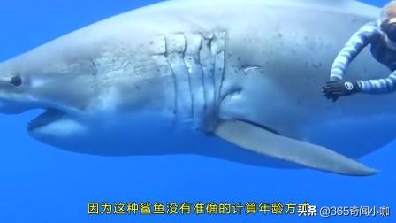 帝王鲨：被死神遗忘的深海霸主，永生不死的海洋传奇生物