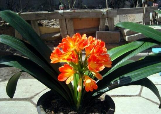 君子兰为什么不能送人，送人君子兰的寓意（送人君子兰的寓意是什么）