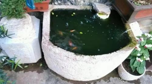 如何使用泥瓦缸养鱼，养鱼的泥瓦盆（根本不懂得硝化细菌一说）