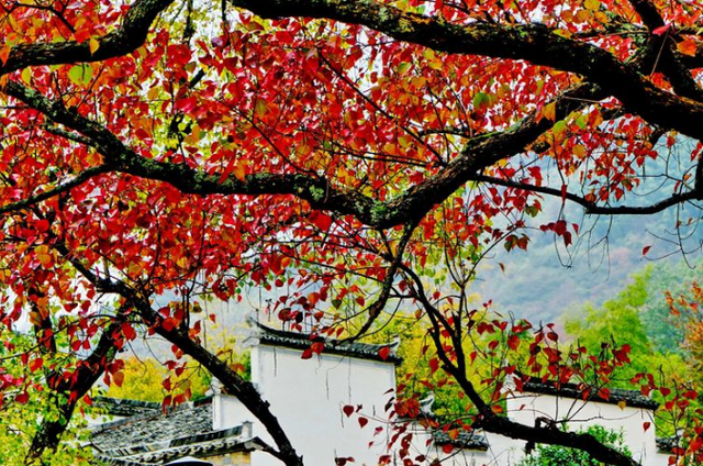 关于月饼的诗句，月饼的诗句古诗（中秋月饼<外一首>）