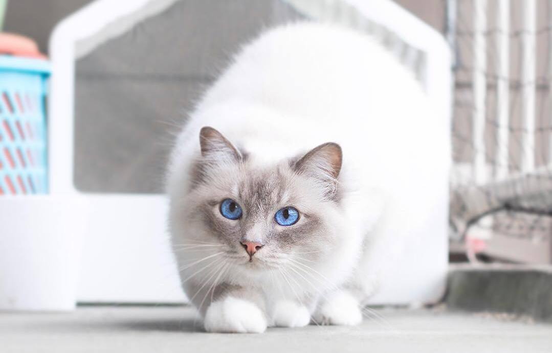 猫咪发情怎么缓解(怎样判断猫咪发完情了)