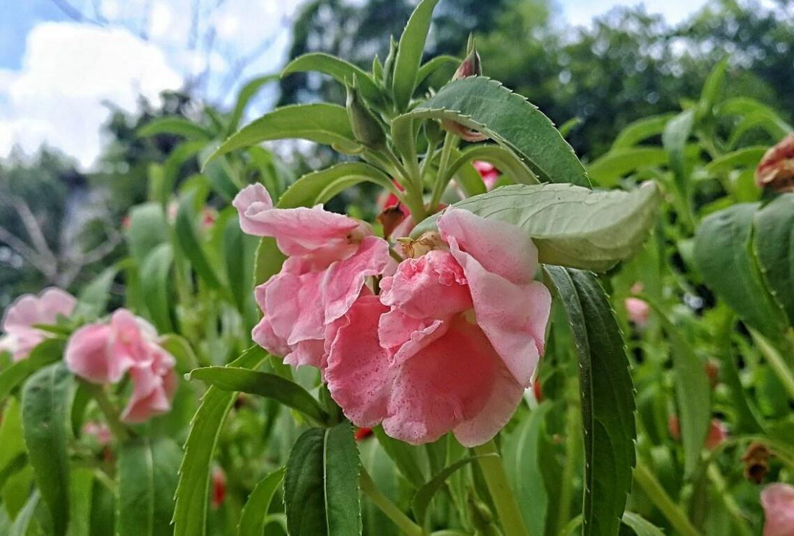 凤仙花的作用(凤仙花对人体有害处吗)插图(4)