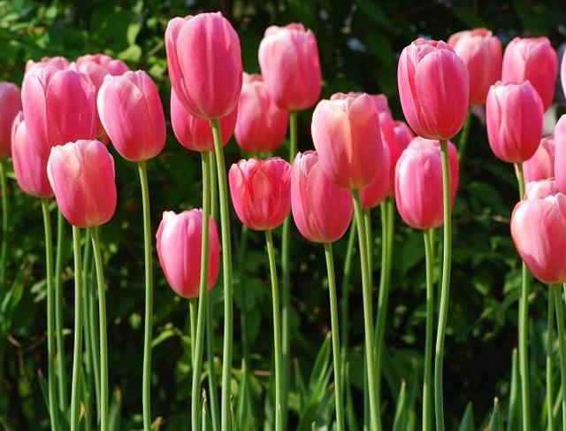 郁金香的种植方法和时间，郁金香怎么种植（郁金香的意思是什么）