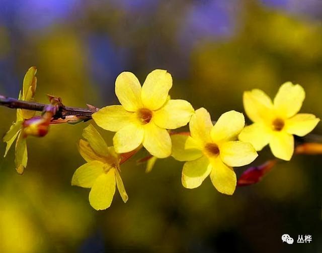 迎春花为什么叫坟头草，客厅最忌讳三种花（迎春花：北方最早的春花）