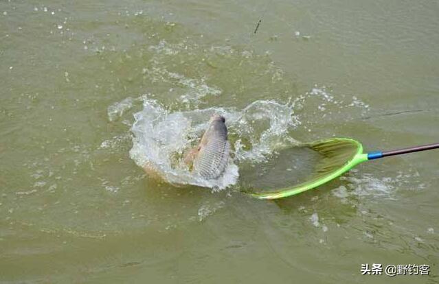 罗非鱼是海鱼还是河鱼，海鱼好吃还是河鱼好吃（罗非鱼生活习性有哪些）