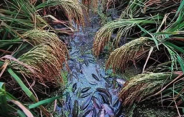 禾花鱼的做法大全，禾花鱼的做法大全集（特色高山冷水禾花鱼做法－美味的香焖禾花鱼）