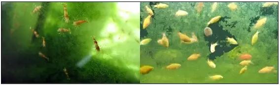 关于藻类（化石介绍，藻类化石值钱吗（19种常见藻类照片和解决方法）