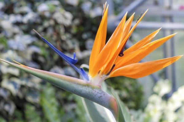 同事生日送什么花，女性同事过生日送什么花好（象征着对美好前程的祝福）