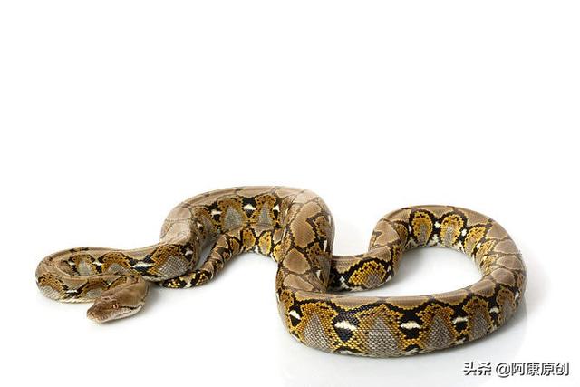 蛇怎么爬行，蛇怎么爬行的优美描写（大家喜欢蛇这种爬行动物吗）