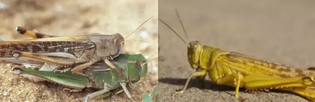 蝗虫为什么能在较坚硬的土壤中产卵，蝗虫产卵没在土里（又将会对中国造成什么影响）