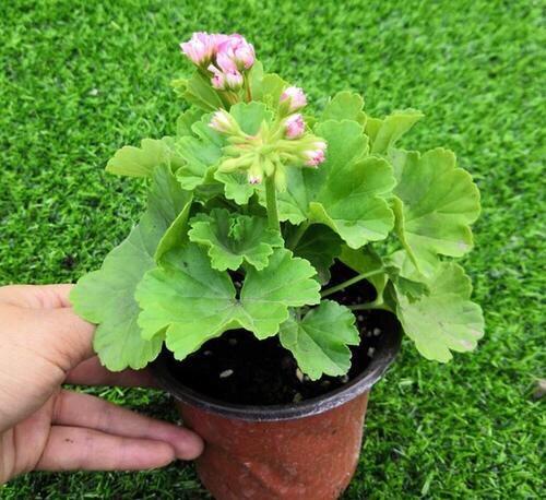 天竺葵的养殖方法，万岁玫瑰天竺葵的养殖方法（从10月开花到来年6月份）