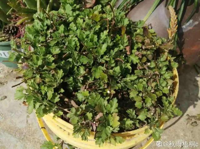 香草兰花怎么养，香兰草怎么种植（屋里养盆“香水花”）