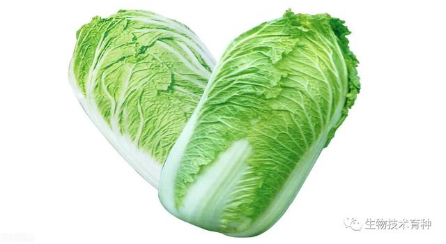 白菜种类，我国大白菜育种有哪些函待解决的问题（几月份种白菜）