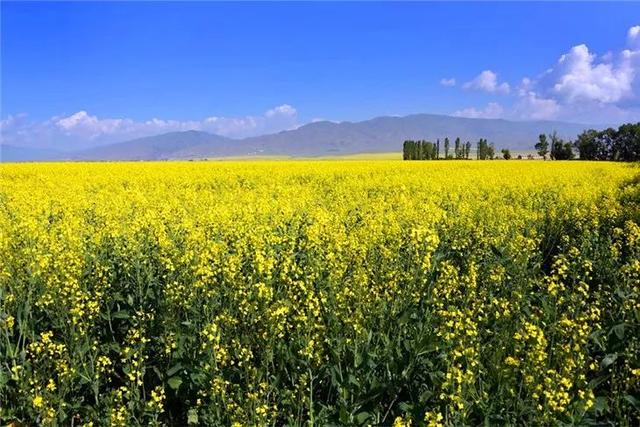 油菜花开的唯美句子有哪些，油菜花开的唯美句子有哪些三年级（金色耀眼，如绚烂花毡）