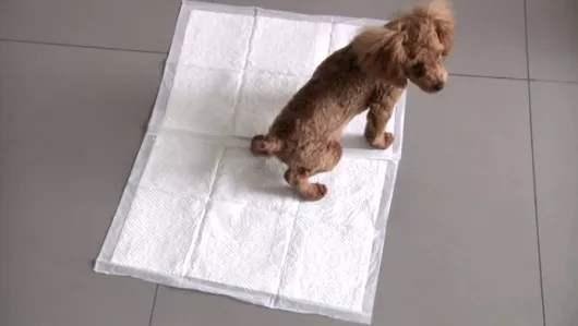 狗狗乱拉便便怎么办，小狗乱拉屎怎么办（狗狗在家里乱拉便便）