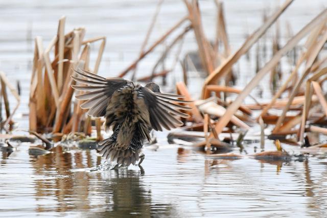 水鸡是什么，水鸡是什么车（西方秧鸡、叽咋柳莺......）