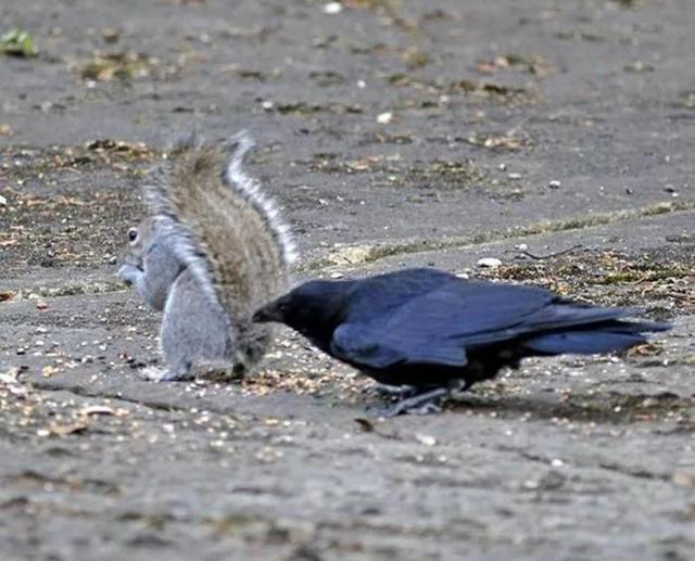扶老携幼的动物，扶老携幼打一动物（乌鸦干过的事可不止薅毛）