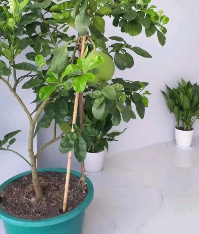 柚子类包括哪些，看果皮怎么区分它们