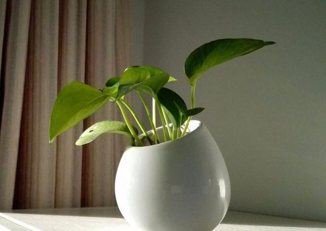 绿萝的作用，绿萝长高了怎么办（绿萝花的功效和作用）