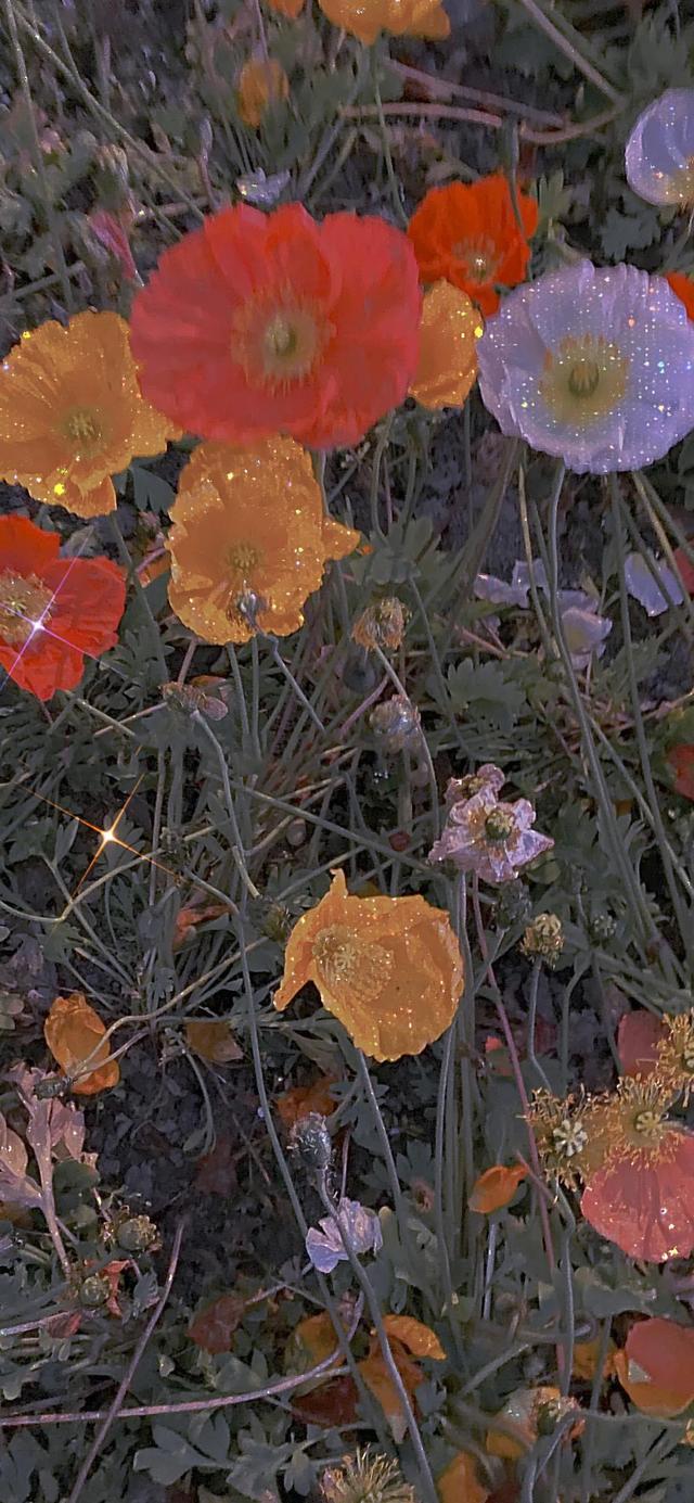 植物，微信头像，植物（清爽夺目的花花世界：）