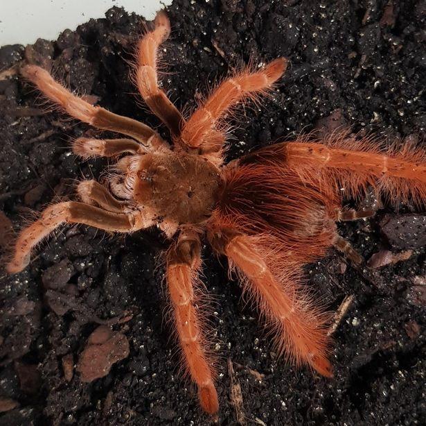 蜘蛛会攻击睡觉的人吗，家里有大蜘蛛怎么驱赶（竟在卧室内放35只毒蜘蛛治心病）