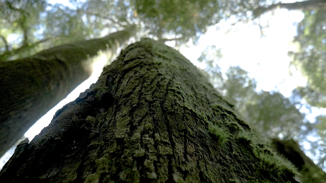 大内久83天活体腐烂图片，大内久83天活体腐烂是什么（大内久与核辐射战斗了83天）