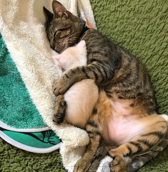 梦见猫是什么意思，女人做梦梦见猫是什么意思（猫咪的各种睡姿）