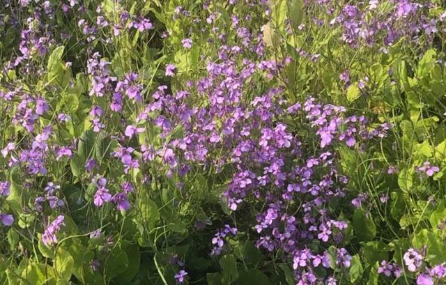 郑州薰衣草庄园，等夏天来了一起去看薰衣草