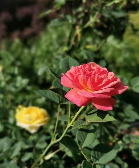 高杆月季的栽培方法，月季小苗一根杆