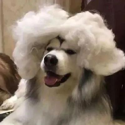 简单好听的陌陌名字，陌陌什么名字好听（独特且好听的宠物名字有寓意-可爱点）