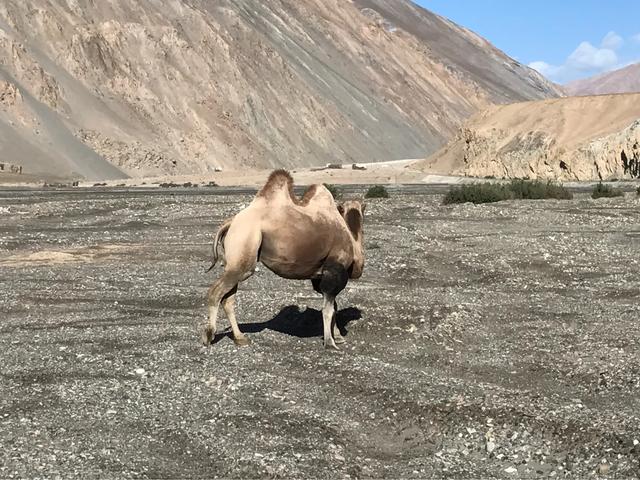 西藏厕所被狼咬死的两人，青藏线被狼吃事件（好多问新藏线住宿）
