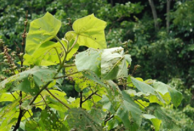 蒙城在哪里，蒙城在哪里办残疾证（安徽省蒙城县）