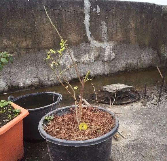 霸王花是火龙果的花吗，昙花、霸王花、火龙果花和令箭荷花的区别（奶奶把一根枝插土里）