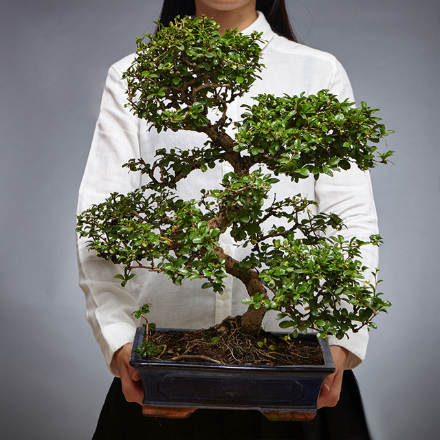 胡椒木(胡椒木盆景,盆越小水越少(胡椒木盆景图片大全欣赏)