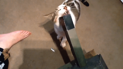 如何用最简单的材料给猫咪做玩具，如何用最简单的材料给猫咪做玩具熊（网友给家里的猫打造纸箱坦克）
