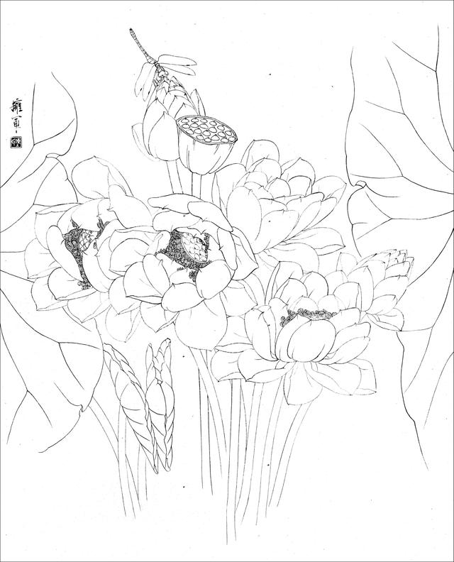 工笔荷花白描，高清工笔荷花白描 110幅