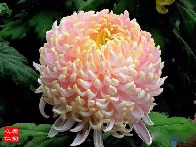 世界最美菊花80种太美了，金秋十月赏菊花——世界最美菊花80种送给您