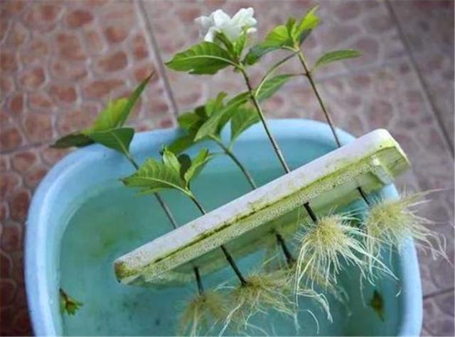 栀子花扦插方法，栀子花的扦插方法（栀子花不用花钱买）