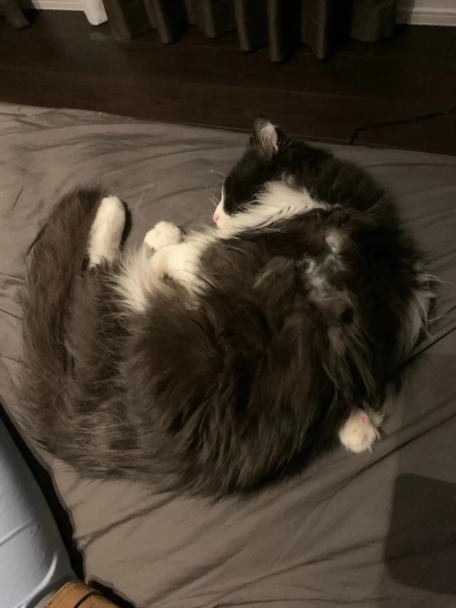 可爱表情包.抱我的小猫腿舔我的jio，微信头像，可爱表情包.抱我的小猫腿舔我的jio（却把评论区逼成了恋jio癖哈哈哈）