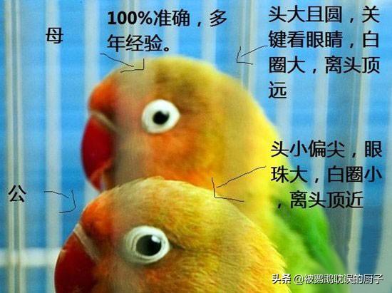 鹦鹉怎么分辨公母，鹦鹉怎么分公母（帮你三秒分辨牡丹鹦鹉公母）