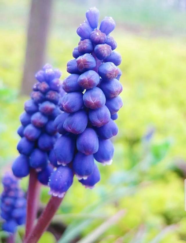 花语传说，一见钟情忘不了（花语传说护肤品）