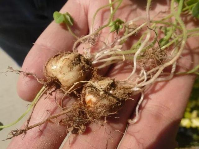 儿童简笔画蒜苗的画法，儿童画蒜苗简笔画图片（快培养一下你家的小花匠）