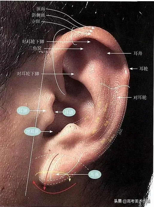 眉毛的结构图，眉毛的基本结构（五官及头、颈、肩关系解析）