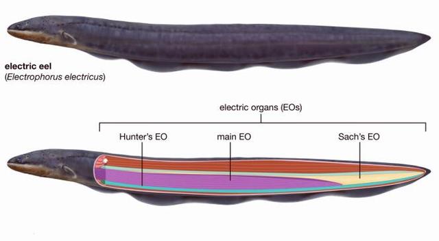 电鳗为什么会放电，电鳗为什么会放电能电死人吗（电鳗的“高压电”是怎么来的）