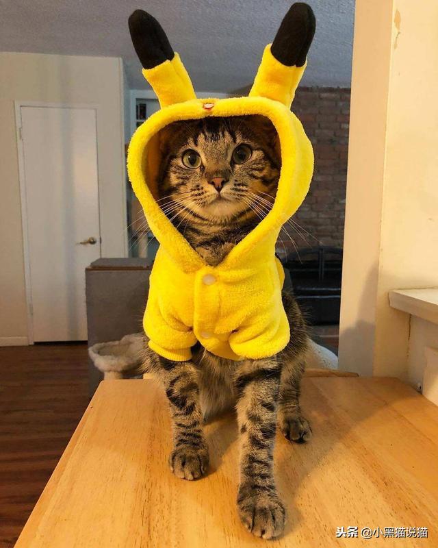 麒麟尾（麒麟尾猫），你的喵可能有皮卡丘血统（麒麟尾猫咪图片）
