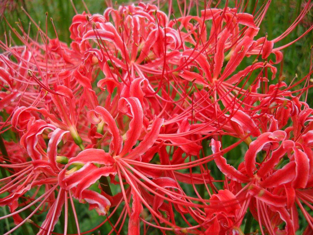 快认清“真面目”，有毒的花名字及图片