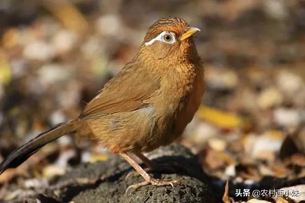 新手养鸟需要注意些什么，新手如何养鸟（养鸟这“五大不要”，值得注意）