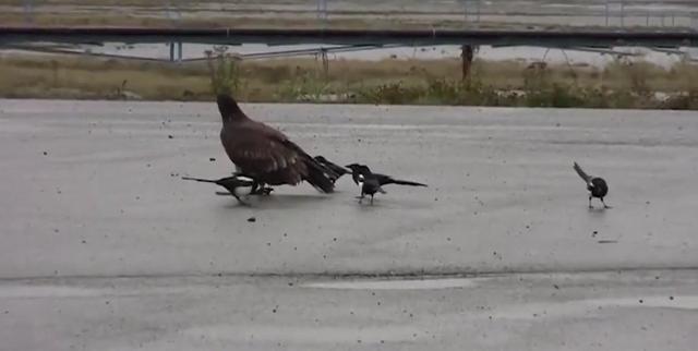 雀和鹊的区别，喜鹊的鹊和孔雀的雀有什么区别（喜鹊的所作所为对应其名“喜鹊”）